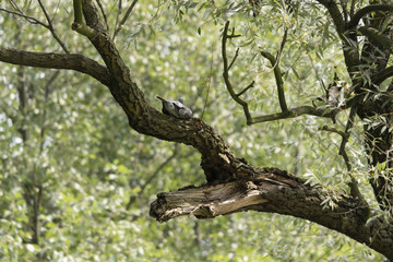 Pigeon on a willow branch.