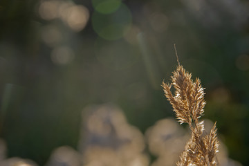 summer midday in the field- abstraction