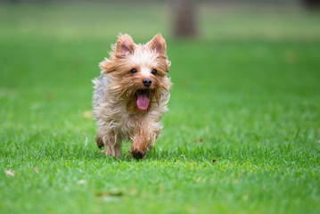 Yorkshire Terrier Running Happily