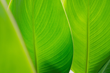 green leaves natural background wallpaper, leaf texture,