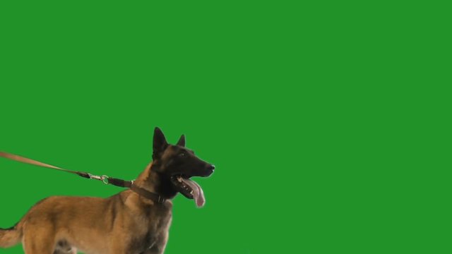 dog attacks on a green screen