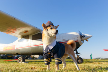 Funny photo of the Shiba Inu dog