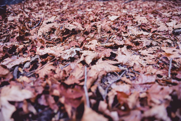 Pile of fallen leaves on an autumn day