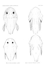 Illustration of fish