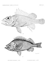 Illustration of fish