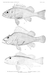 Illustration of fish