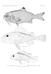 Illustration of fish