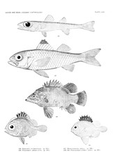 Illustration of fish