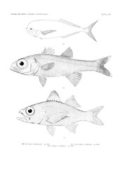 Illustration of fish