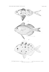 Illustration of fish