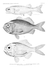 Fototapeta premium Illustration of fish