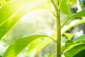 Green leaves and sunlight For the background