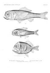Illustration of fish