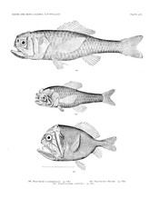 Illustration of fish