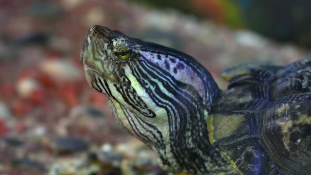 Red-eared slider turtle (Trachemys scripta elegans) moves its head in terrarium.
