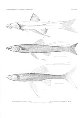 Illustration of fish