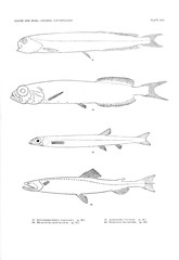 Illustration of fish