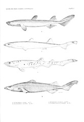 Fototapeta premium Illustration of fish