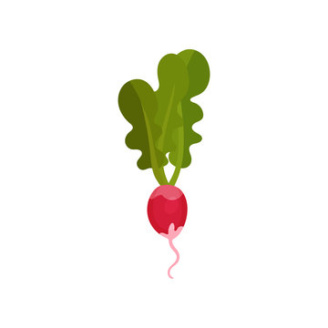 Flat vector icon of bright pink radish with root and green leaves. Organic vegetable. Edible plant. Natural farm product