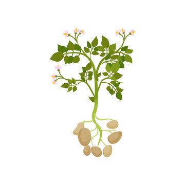Potato plant with green leaves and small blooming flowers. Raw vegetable. Organic farm product. Flat vector design