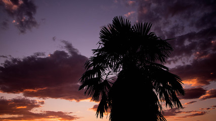 Fototapeta na wymiar tree sunse palmtree sky tropic