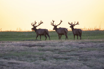 Animals of North Dakota