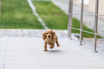 Running puppy english cocker spaniel dog outdoors. Two month old puppy