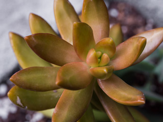 Succulent in the garden