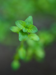 Thyme in the garden
