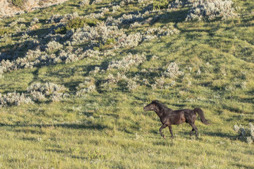 Wild Mustangs of North Dakota