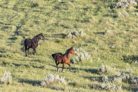Wild Mustangs of North Dakota © Nicki