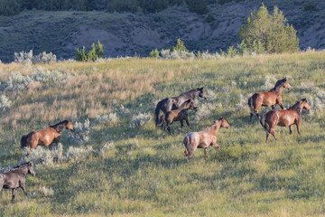 Wild Mustangs of North Dakota