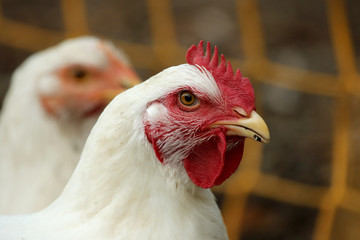 Closeup portrait of a white chicken outdoor