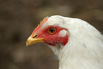 Closeup portrait of a white chicken outdoor
