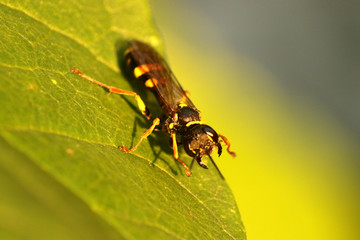 Wasp on a green leaf