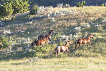 Wild Mustangs of North Dakota