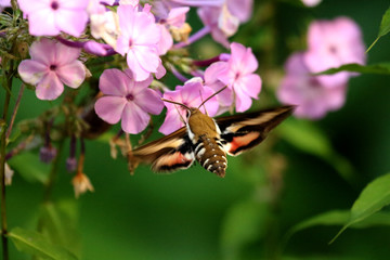 Butterfly on a pink flower