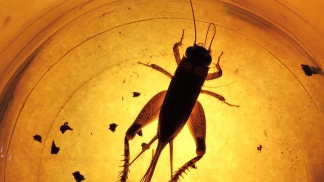 Insect analysis in a lab close up