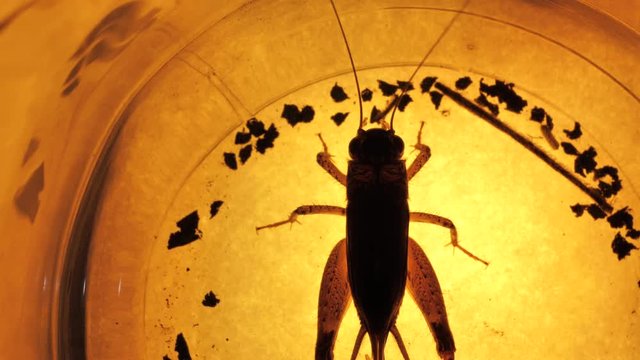 Insect analysis in a lab close up
