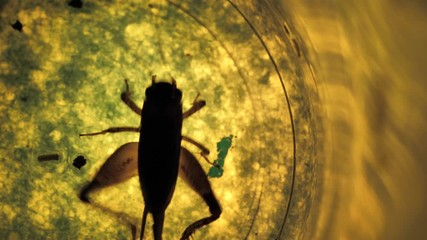 Insect analysis in a lab close up