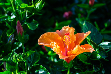 Red hibiscus flower on a green background.