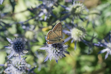 farfalla sul fiore di calcatreppola ametistina