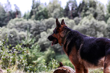 Dog German Shepherd in a forest in a summer