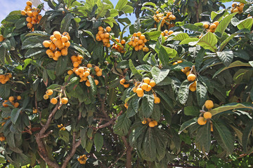 loquat tree