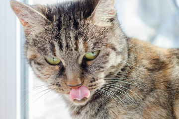 gray cat shows tongue