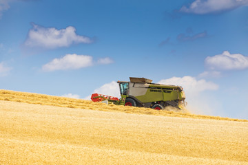 Fototapeta premium modern harvester during harvest of wheat on sunny day