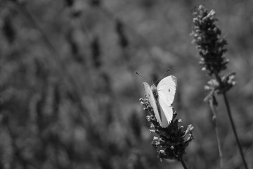 farfalla sul fiore di lavanda