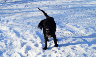 Dog in the snow