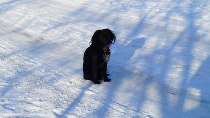 Dog in the snow