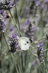 farfalla sul fiore di lavanda